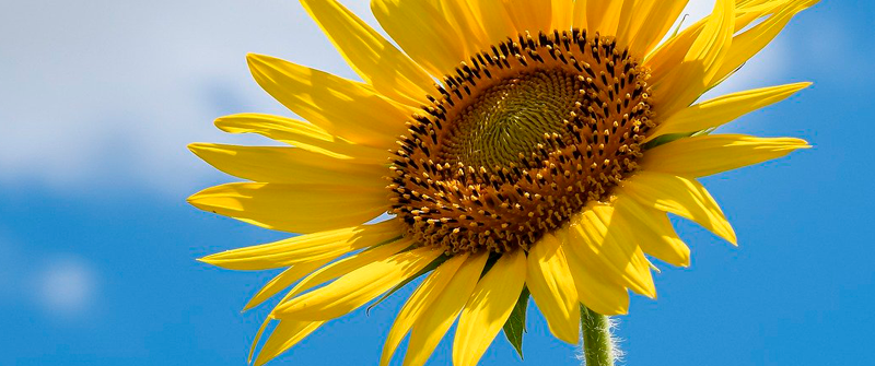 Schulbezogene Sozialarbeit an der Wedding-Grundschule, Schulgebäude Schulbezogene Sozialarbeit an der Sonnenblumen-Schule im Bezirk Treptow-Köpenick.